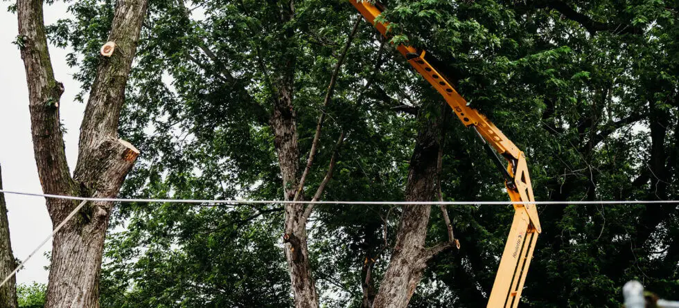 Kansas Tree Experts with Tree Removal in Wichita, Kansas
