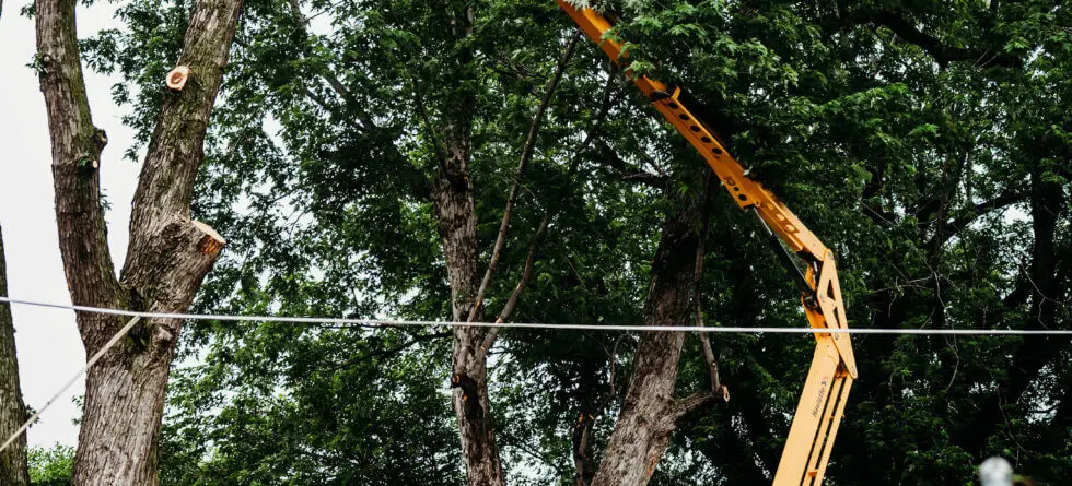 Wichita Tree Care in Wichita, KS by Kansas Tree Experts