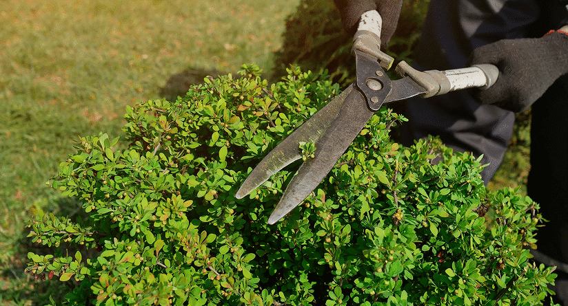 Tree Pruning, removal, and tree services in Wichita, Kansas