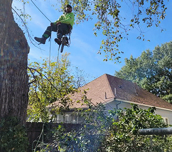 Kansas Tree Experts with Tree Removal in Wichita, Kansas