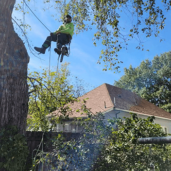 Kansas Tree Experts with Tree Removal in Wichita, Kansas