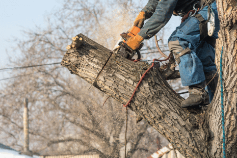 Kansas Tree Removal Services in Wichita, and Derby Kansas