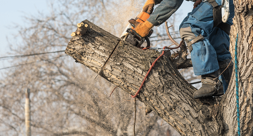 Kansas Tree Removal Services in Wichita, and Derby Kansas