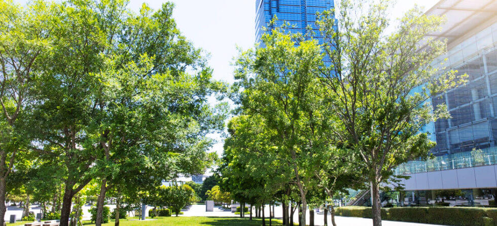 Wichita Commercial Tree Services. Kansas Tree Experts Frequently Asked Questions.