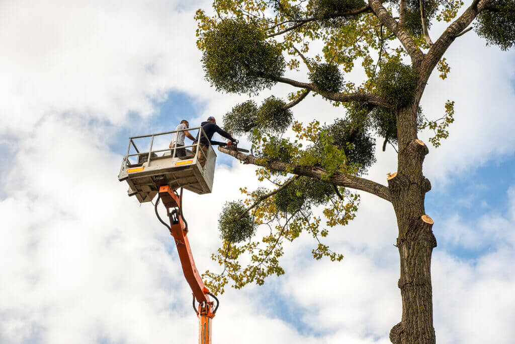 Emergency Tree Services in Wichita, Kansas