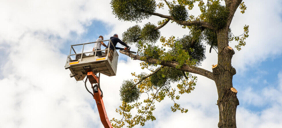 Emergency Tree Services in Wichita, Kansas