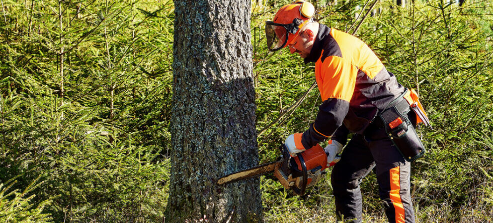 Kansas Tree Experts Tree Removal