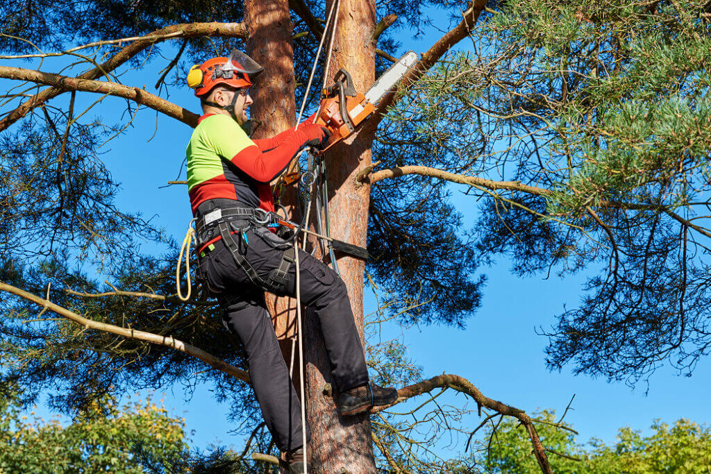 Kansas Tree Experts Tree Removal Services In Wichita and Surrounding Areas
