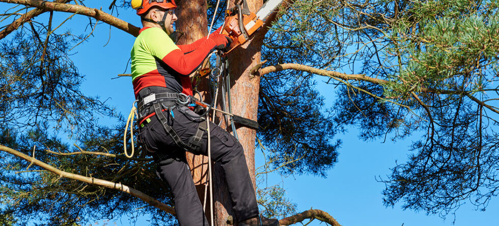 Kansas Tree Experts Tree Removal Services In Wichita and Surrounding Areas