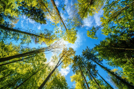 Mature shade trees cast shadows on Wichita homes in the summer