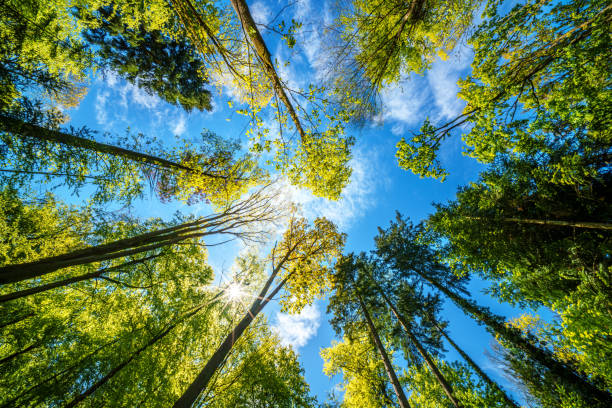 Mature shade trees cast shadows on Wichita homes in the summer