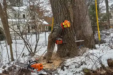 Kansas Tree Expersts in Wichita, Kansas Cutting down trees.