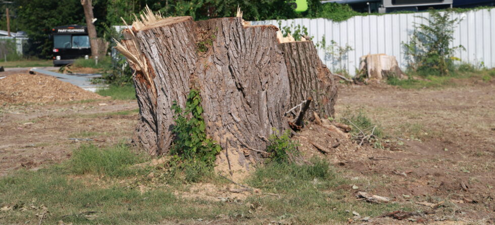 Kansas Tree Experts Tree Removal in Wichita, Kansas