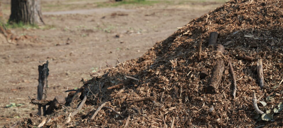 Tree Care and Tree Services in Wichita, Kansas with Kansas Tree Experts