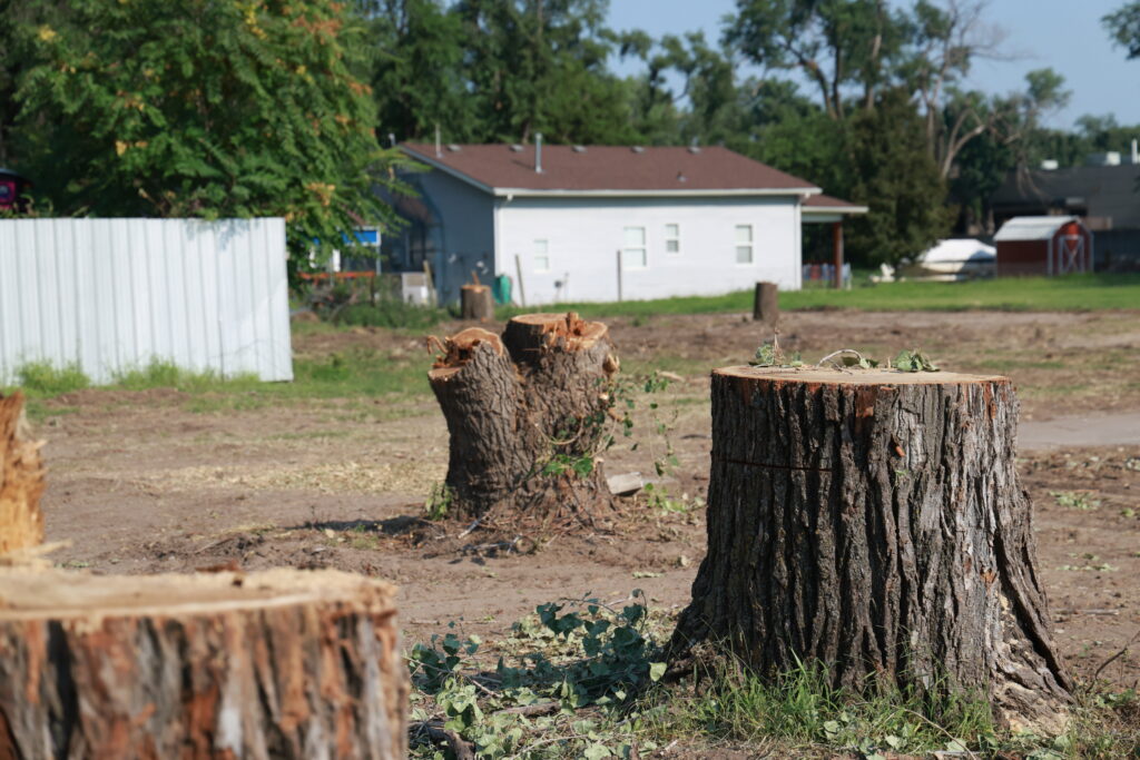 Tree Services Near Me in Wichita, Kansas. Tree Removal by Kansas Tree Experts