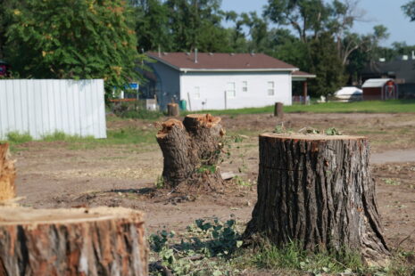 Tree Services Near Me in Wichita, Kansas. Tree Removal by Kansas Tree Experts