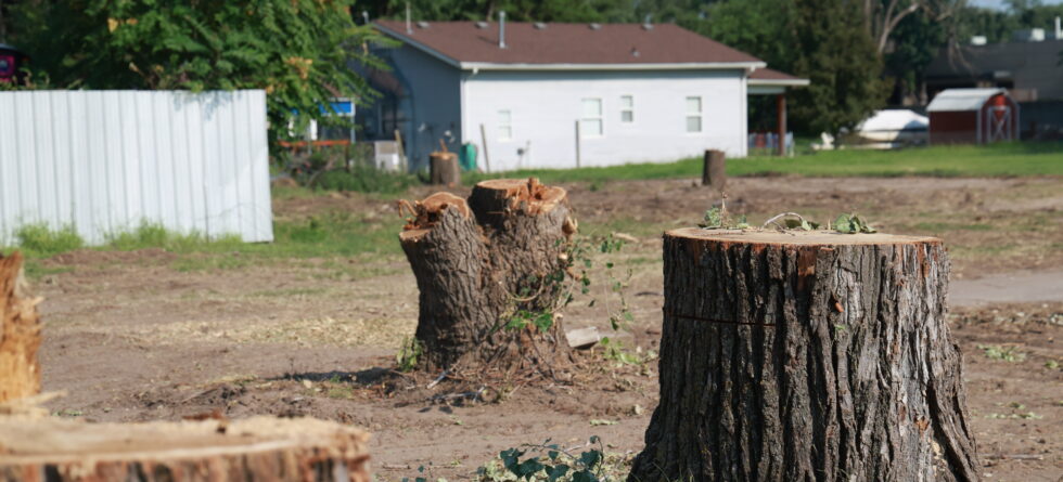 Tree Services Near Me in Wichita, Kansas. Tree Removal by Kansas Tree Experts