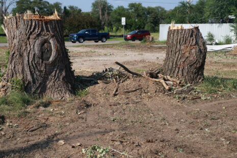 Tree Stump Removal crew grinding stums in Wichita, Kansas