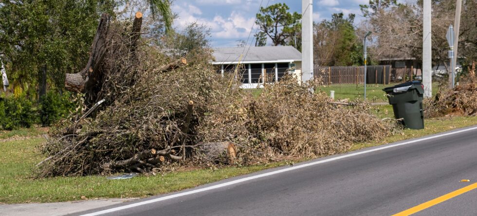 Emergency Tree Removal in Wichita Kansas by Kansas Tree Experts