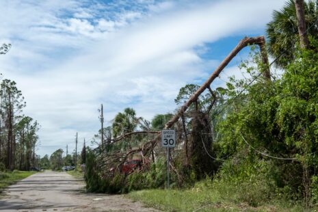 Fast Response Tree Service in Wichita, Kansas