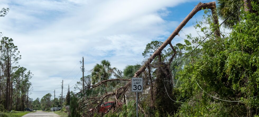 Fast Response Tree Service in Wichita, Kansas