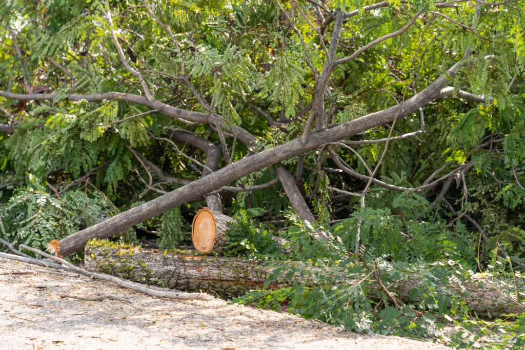 Parking Lot Tree Services in Wichita, Kansas with Kansas Tree Experts
