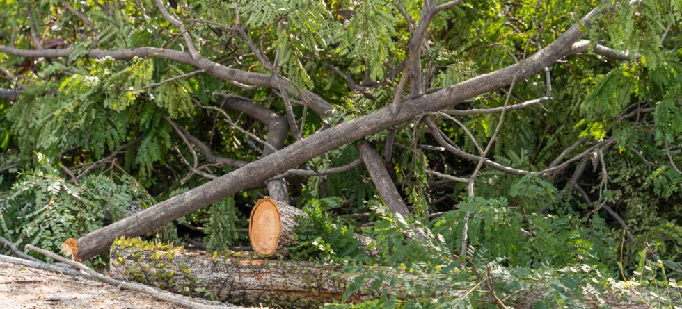 Parking Lot Tree Services in Wichita, Kansas with Kansas Tree Experts