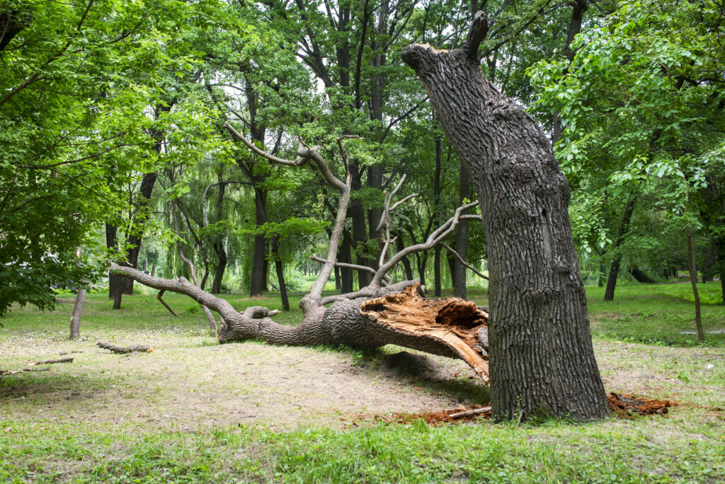Hazardous Tree Removal for leaning tree in Wichita