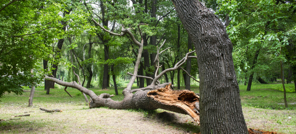 Hazardous Tree Removal for leaning tree in Wichita