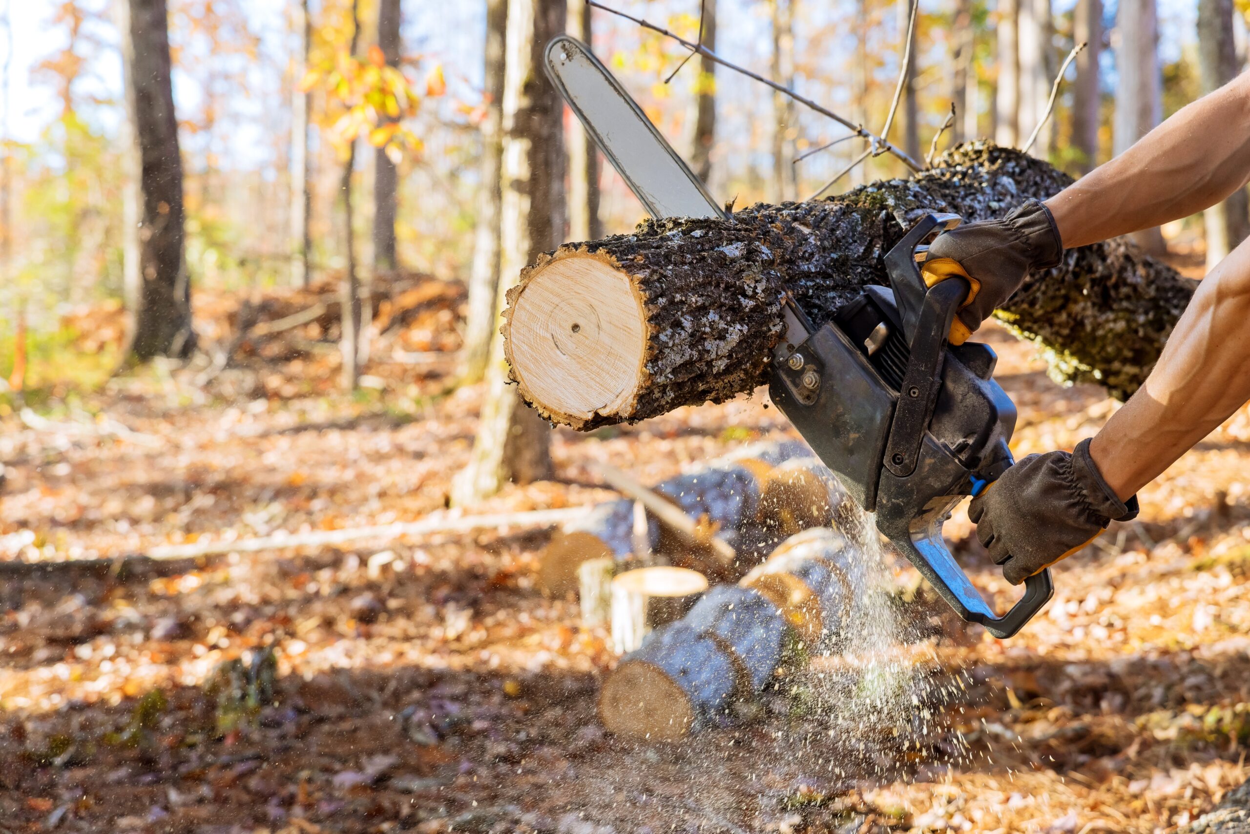 First Cut Facts | What’s the Initial Slice of a Log Really Called?
