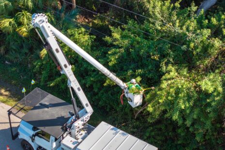 Certified Arborist inspecting a large tree in Wichita, Kansas with Kansas Tree Experts