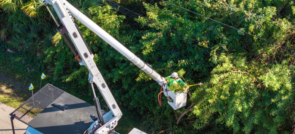 Certified Arborist inspecting a large tree in Wichita, Kansas with Kansas Tree Experts