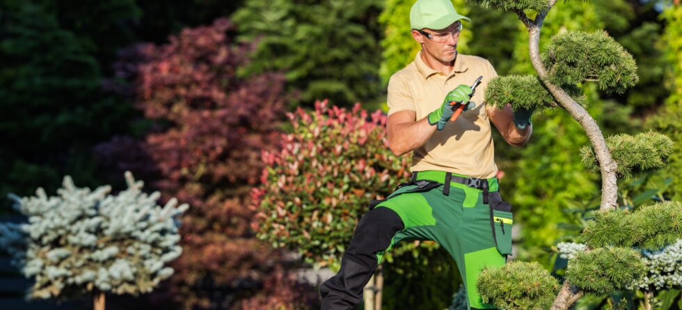 Wichita arborist and tree service crew working together on a large tree project