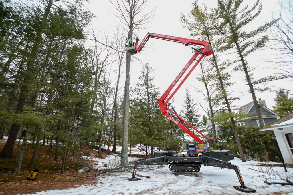 Arborist Tree climbing in winter time at Kansas Tree Experts in Wichita, kansas