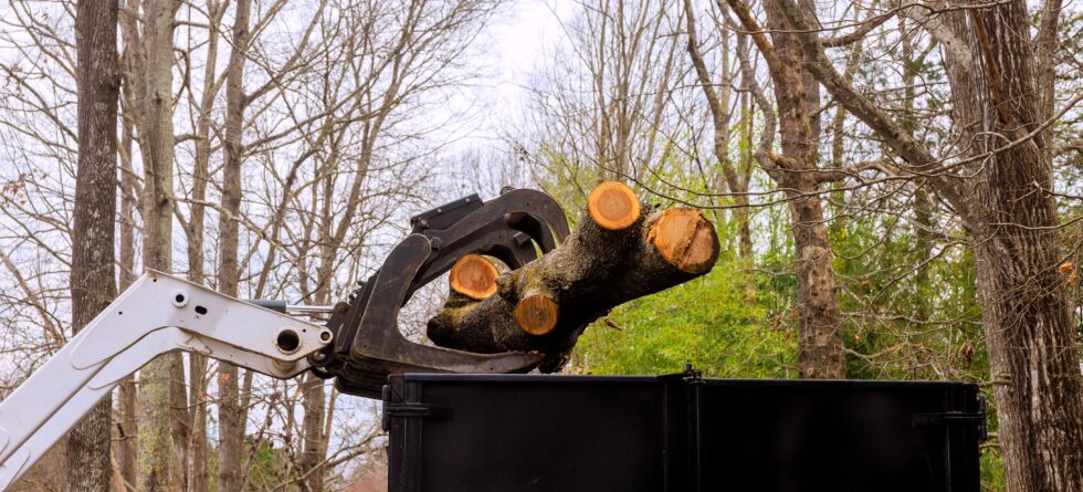 Wichita tree service crew using a forks for large tree removal