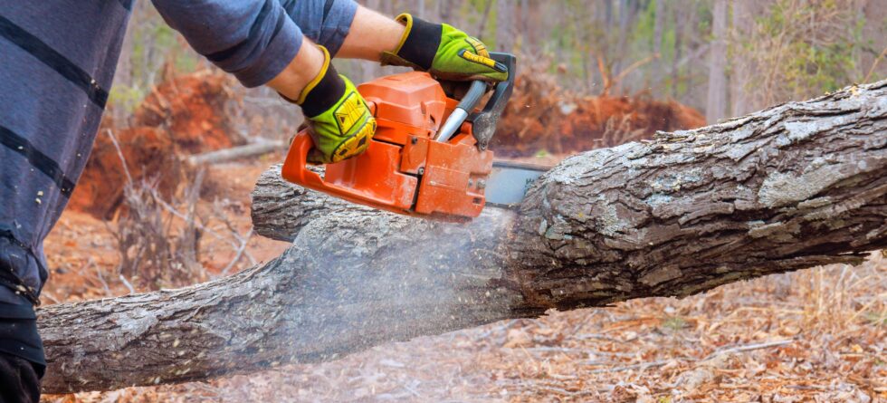 Cutting down 10 foot tree in Wichita, Kansas on residential property