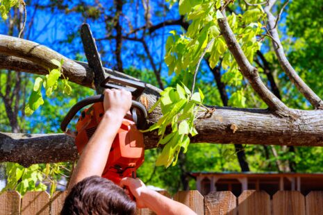 Professional Tree Service in Wichita Kansas with Kansas Tree Experts