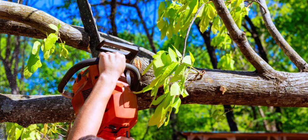 Professional Tree Service in Wichita Kansas with Kansas Tree Experts