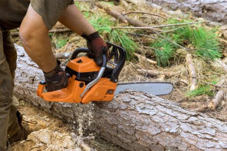 Certified arborist inspecting a tree in Wichita, Ks