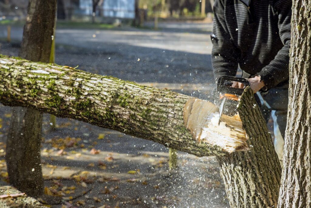 Arborist cutting a tree in Wichita from Kansas Tree Experts
