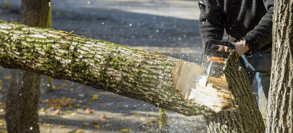 Arborist cutting a tree in Wichita from Kansas Tree Experts