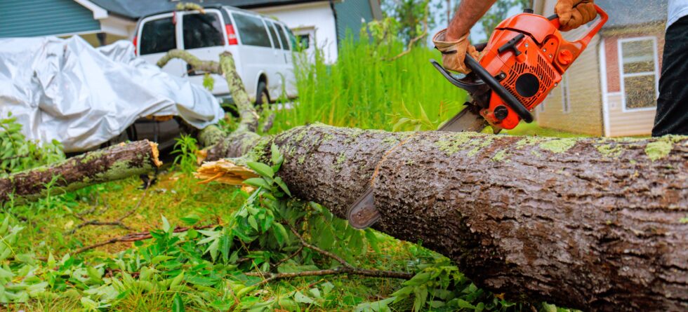 Wichita Tree Services in Wichita, Kansas by Kansas Tree Experts
