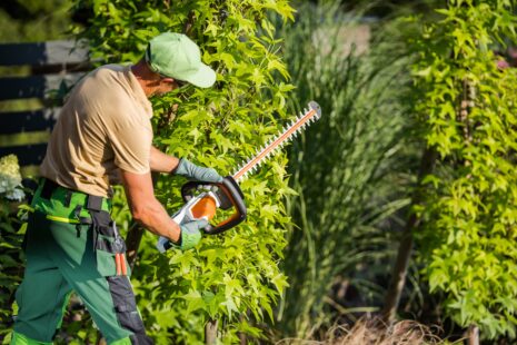 Tree Trimming and Tree Removal in Wichita, Kansas with Kansas Tree Experts