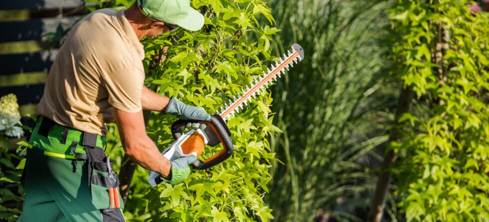 Tree Trimming and Tree Removal in Wichita, Kansas with Kansas Tree Experts