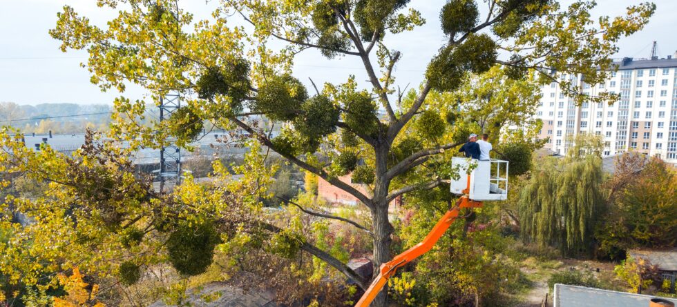 Tree Trimming, Tree Removal, and Tree Cutting in Wichita, Kansas