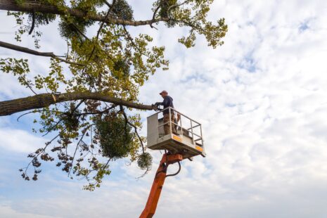 Tree Arborist near me in Wichita, Kansas doing an inspection