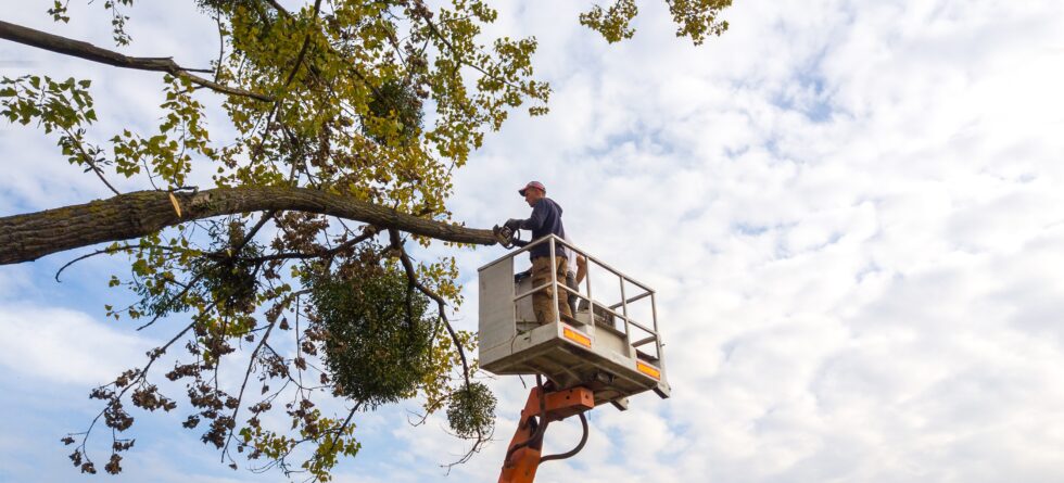 Tree Arborist near me in Wichita, Kansas doing an inspection