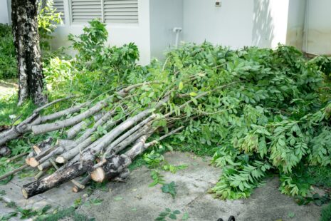 Arborist pruning trees to save them in Wichita, KS