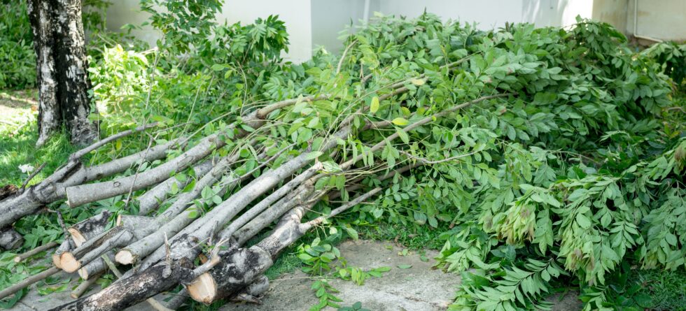 Arborist pruning trees to save them in Wichita, KS