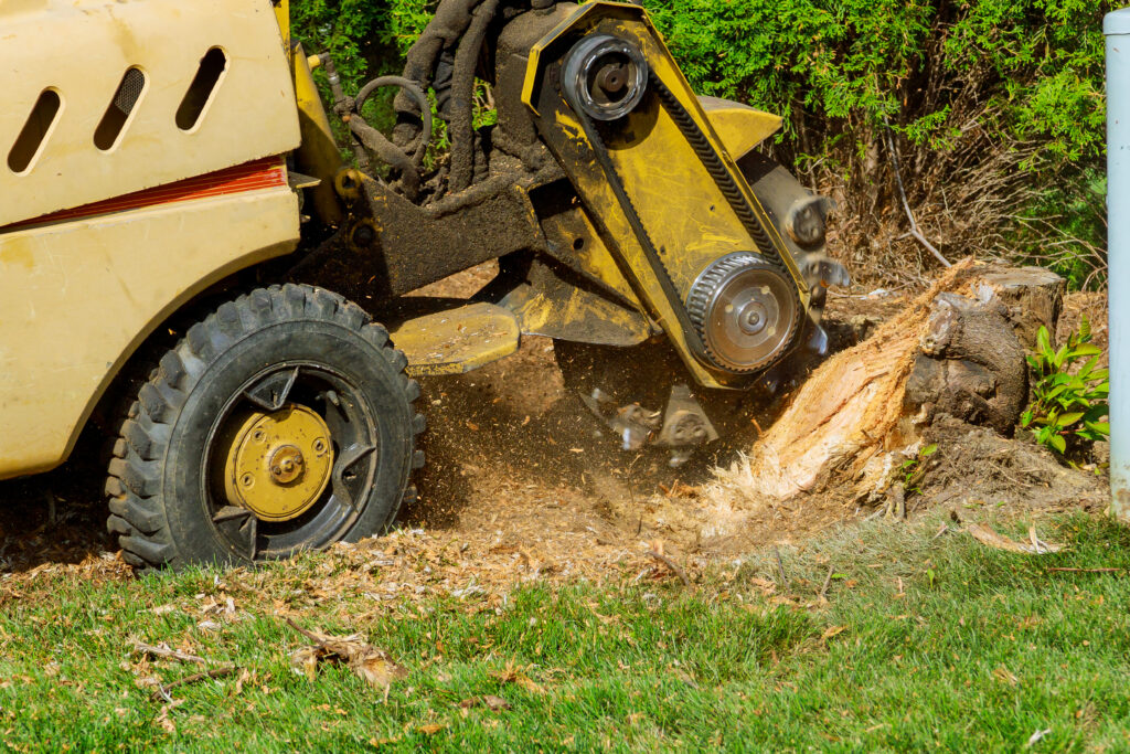 Tree Services Wichita, Kansas from Kansas Tree Experts